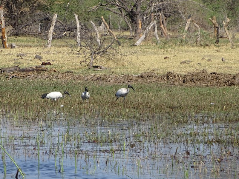 DSC08112.JPG - Ibis