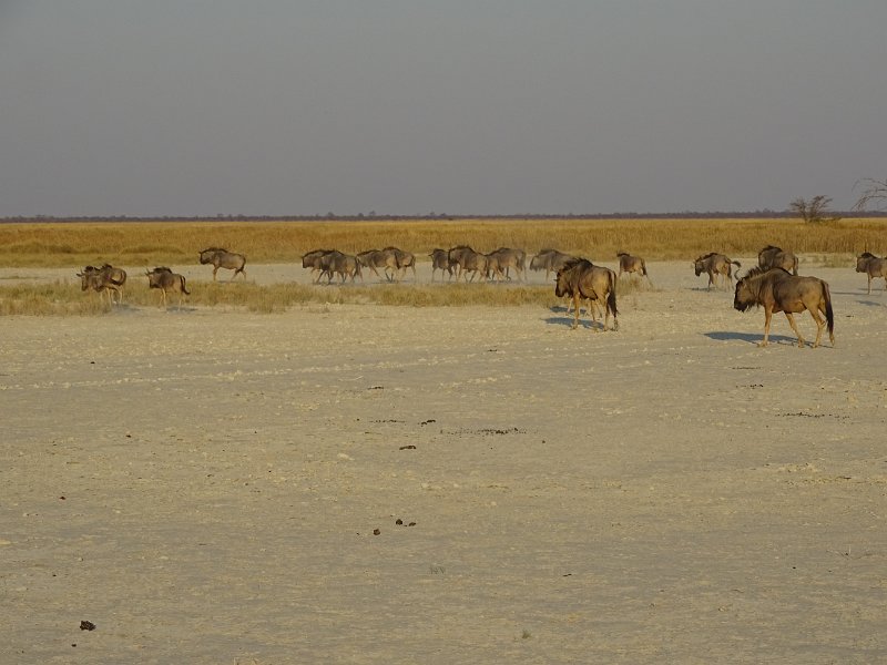 DSC08215.JPG - wildebeast