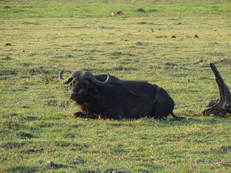 DSC08504.JPG - Buffel