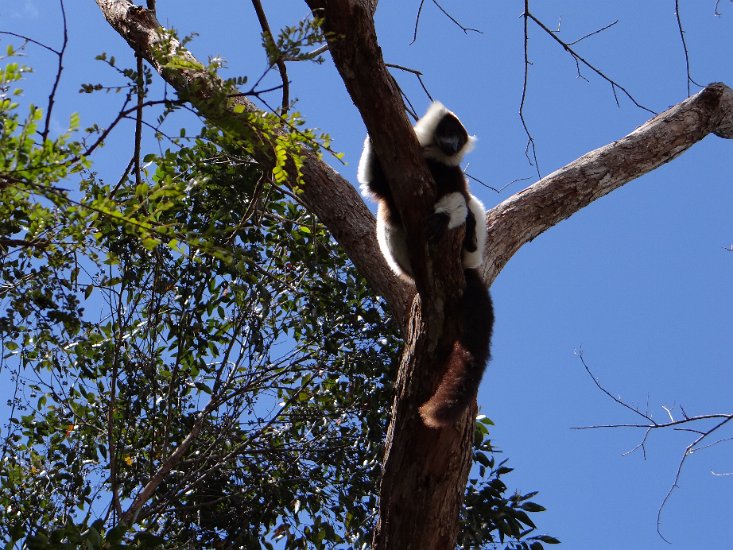 DSC00959.JPG - Black and white ruffed lemur