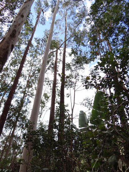 DSC01018.JPG - Hoge eucalyptusbomen
