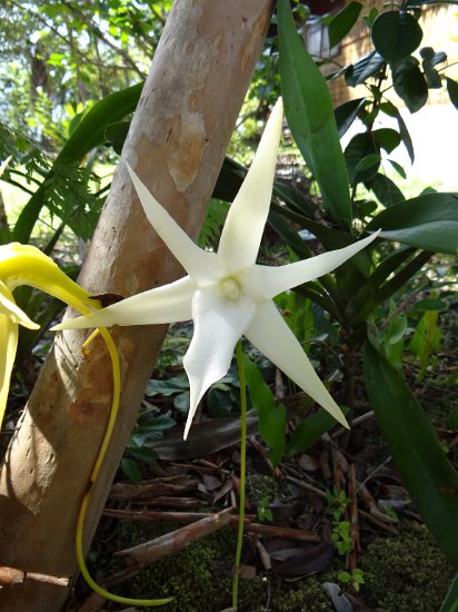 DSC01350.JPG - orchidee (Angraecum sesquipedale)