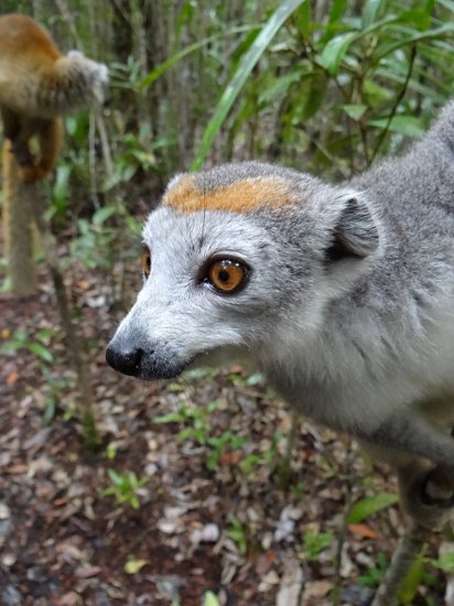 DSC01380.JPG - Lemur (Réserve Privée Palmarium, Canal des Pangalanes)