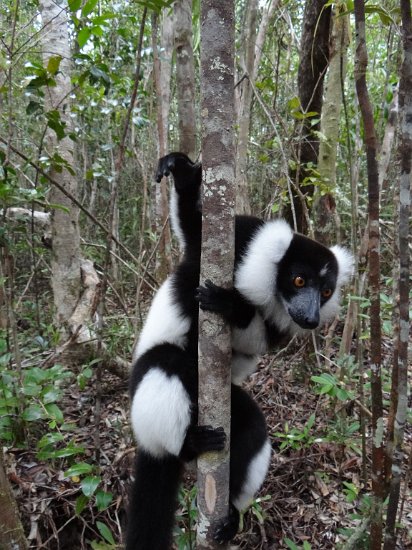 DSC01396.JPG - Ruffed lemur (Réserve Privée Palmarium, Canal des Pangalanes)