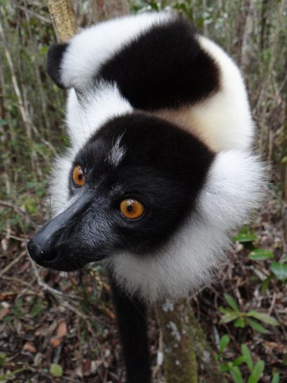 DSC01404.JPG - Ruffed Lemur (Réserve Privée Palmarium, Canal des Pangalanes)