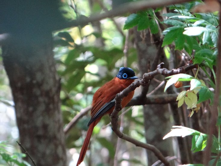 Dsc02601.jpg - Madagascar paradise flycatcher 