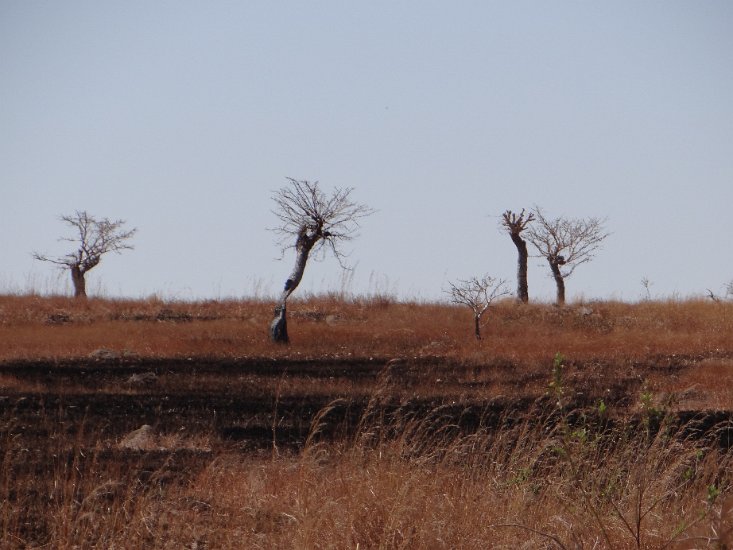 Dsc02795.jpg - Veel landschap wordt afgebrand