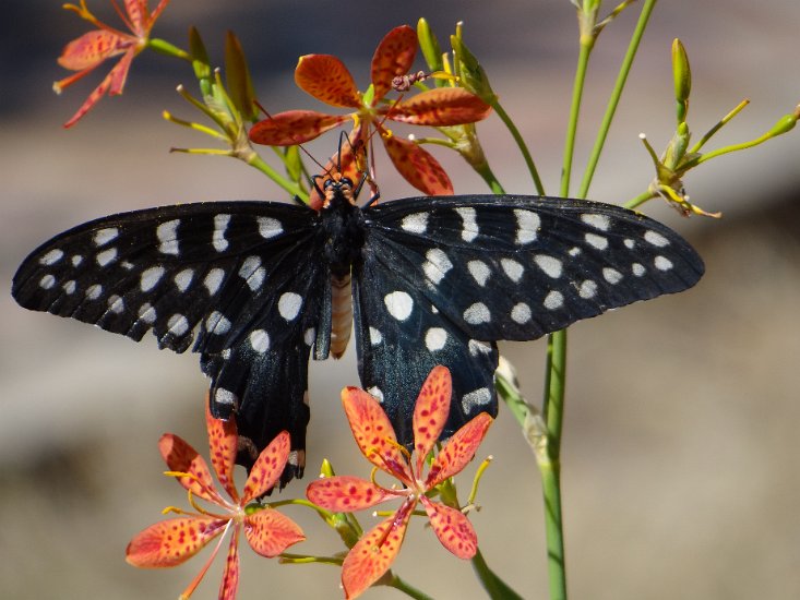 Dsc02803.jpg - Pharmacophagus Antenor is de grootste vlinder op Madagascar 
