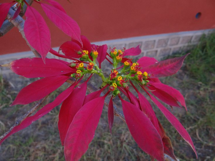 Dsc02806.jpg - Rode poinsettia