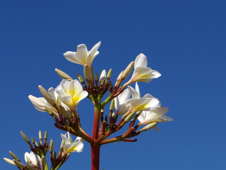 Dsc02808.jpg - Plumeria bloem