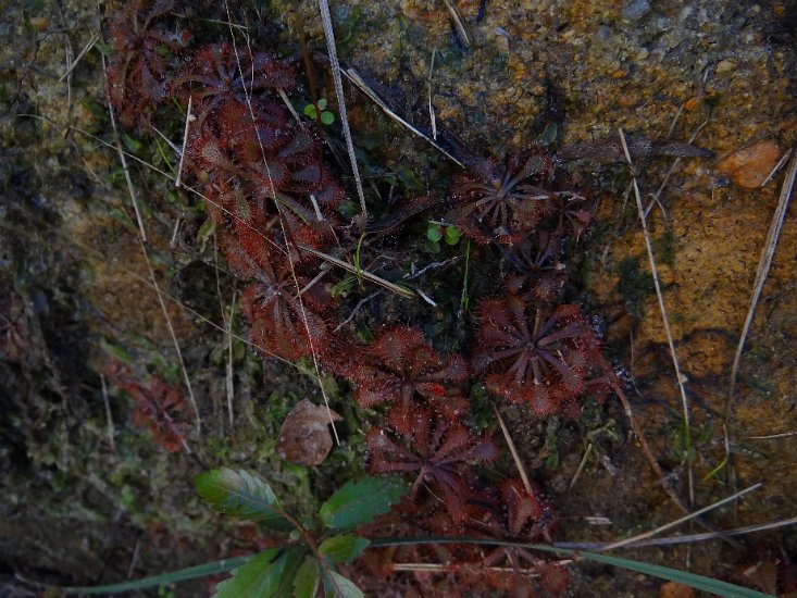 Dsc02832.jpg - Bergbloemen  (Isalo reserve)