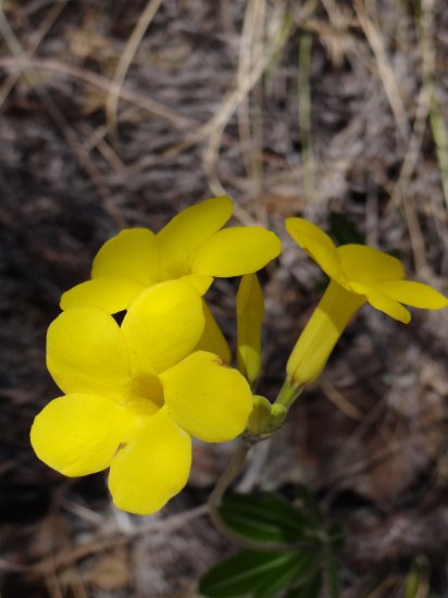 Dsc02860.jpg - Bloem van de olifantsvoet  (Isalo reserve)