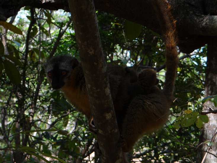 Dsc02888.jpg - Lemur met jong  (Isalo reserve)