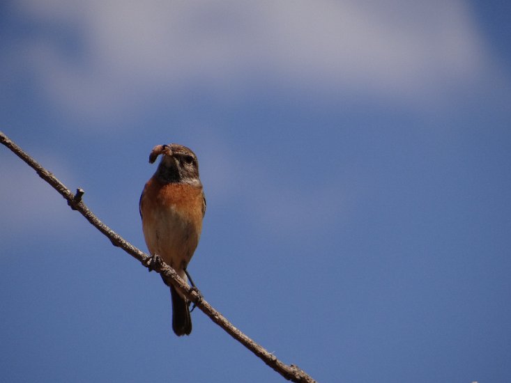 Dsc02906.jpg - Dwergekster (Isalo reserve)