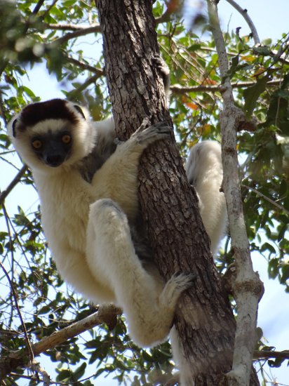 Dsc02936.jpg - Sifaka (Zombitse special)