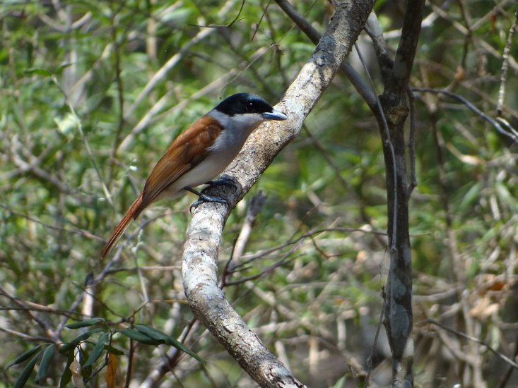 Dsc02948.jpg - rufous vanga (Zombitse special )