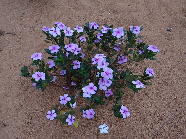 Dsc02969.jpg - Paarse Catharanthus