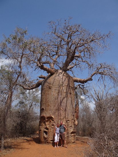Dsc03034.jpg - Deze baboab boom is 900 jaar oud