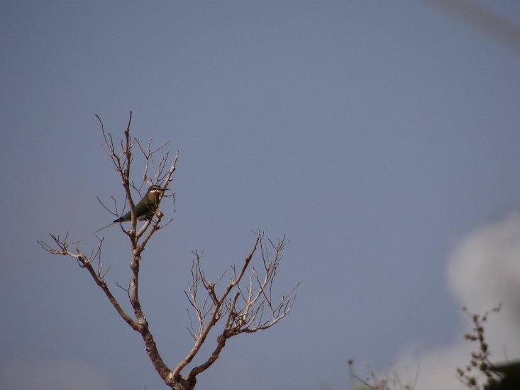 Dsc03076.jpg - Bee eater / bijen eter