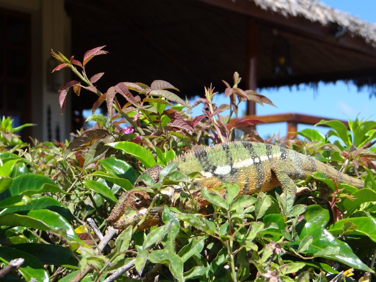 Dsc03197.jpg - Kameleon (Nature Lodge)