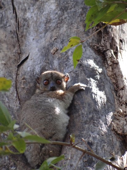 Dsc03468.jpg - Lemur (Ankarana)