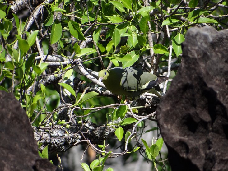 Dsc03477.jpg - Groene duif (Ankarana)