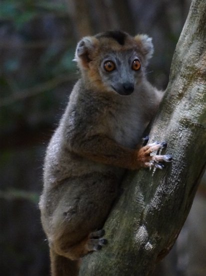 Dsc03494.jpg - Lemur (Ankarana)