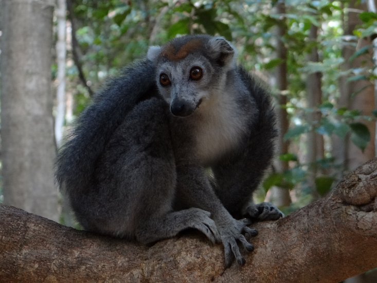 Dsc03502.jpg - lemur (Ankarana)
