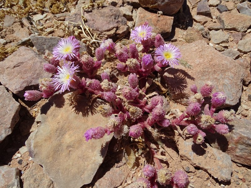 DSC05618.JPG -  Carprobrotus Edulis