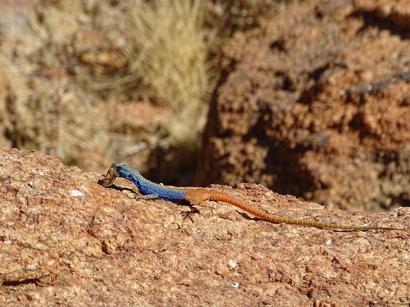 DSC05652.JPG - Agama