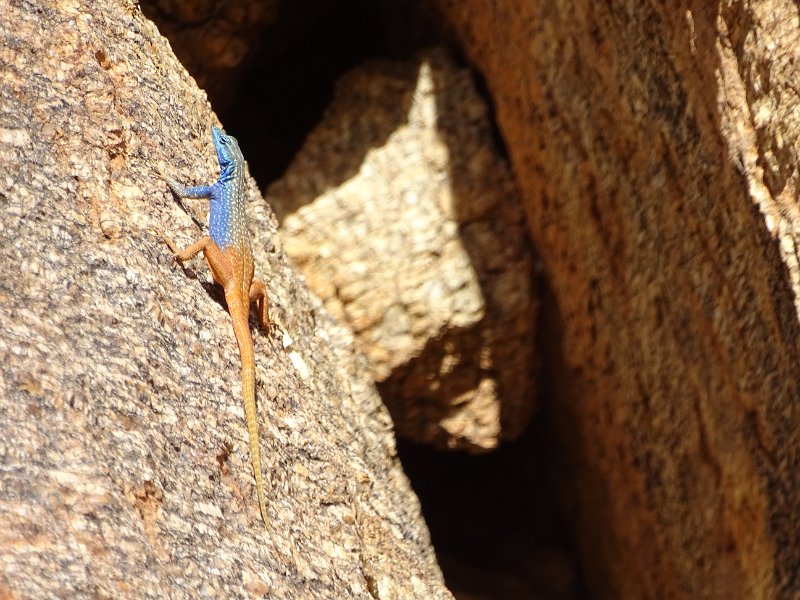 DSC05670.JPG - Agama