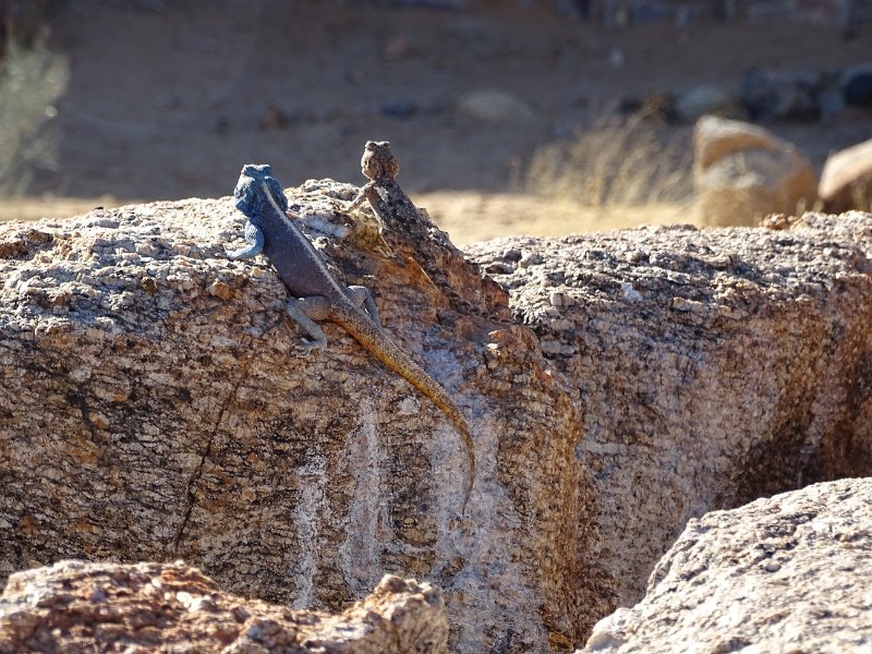 DSC05699.JPG - Agama