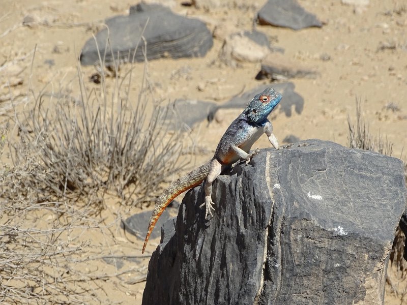 DSC05807.JPG - Rock agama