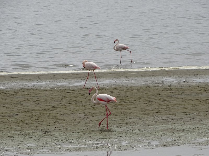 DSC06052.JPG - Flamingo