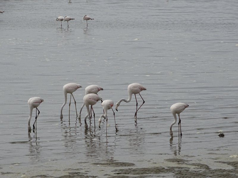 DSC06067.JPG - Flamingo