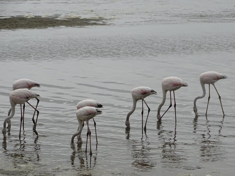 DSC06068.JPG - Flamingo