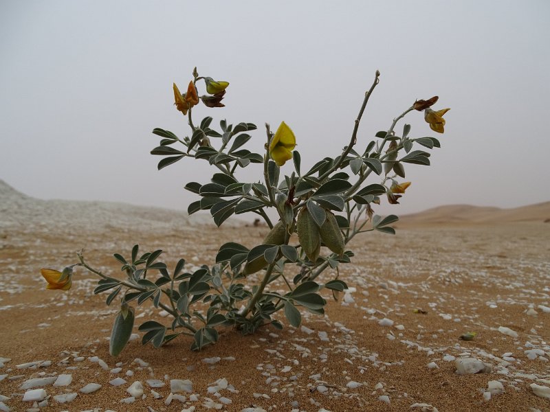 DSC06125.JPG - Namib Desert Swakopmund