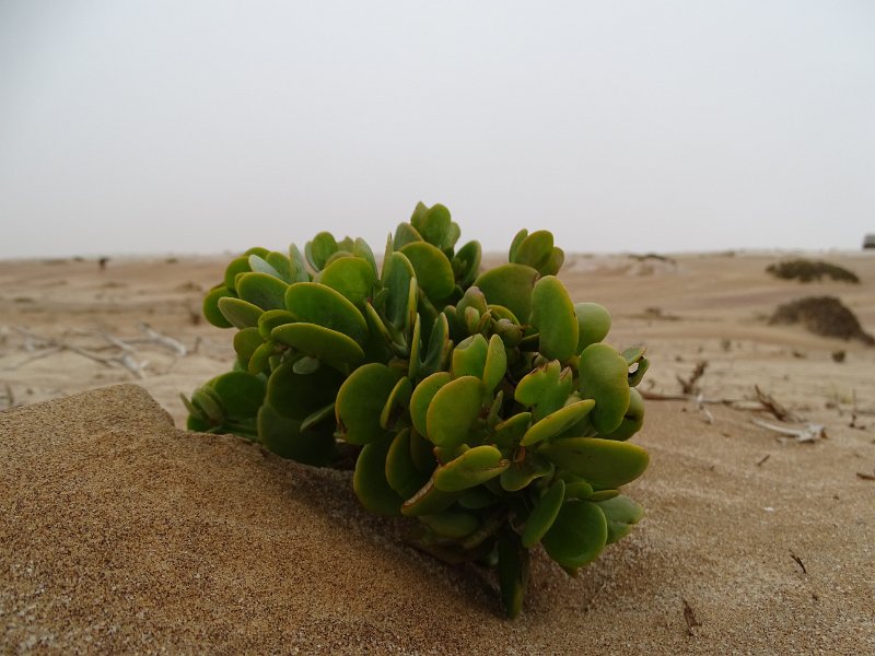 DSC06136.JPG - Namib Desert Swakopmund