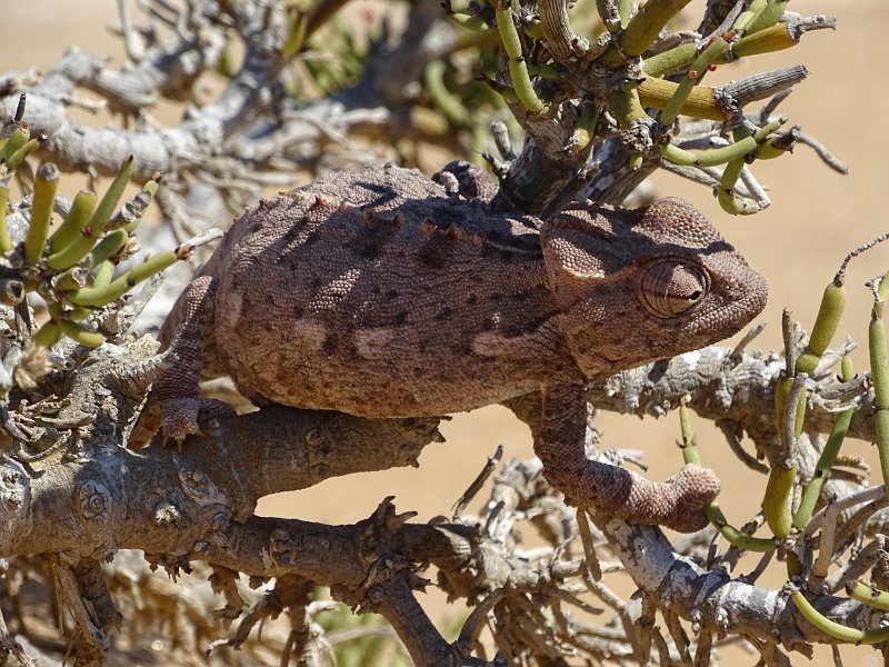 DSC06190.JPG - Namaqua Chameleon