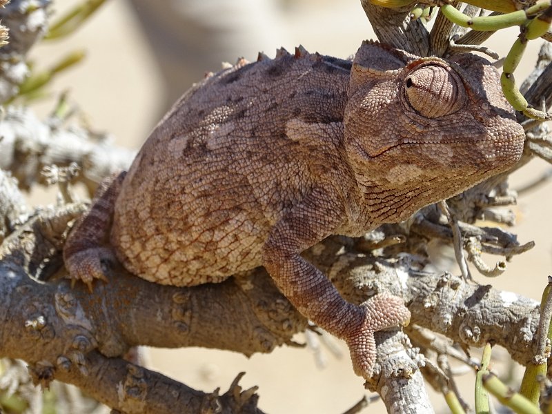 DSC06196.JPG - Namaqua Chameleon