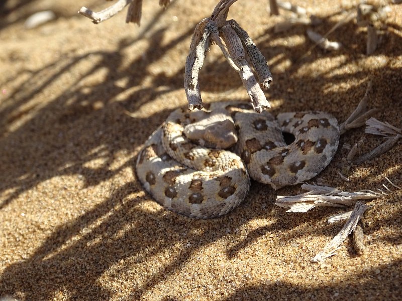 DSC06198.JPG - Adder