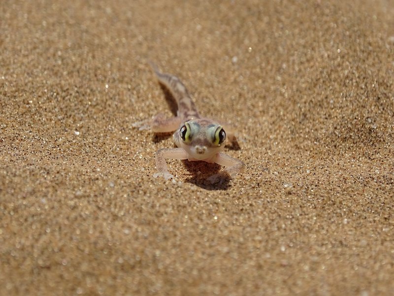 DSC06231.JPG - Palmato Gecko