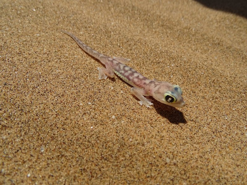 DSC06238.JPG - Palmato Gecko