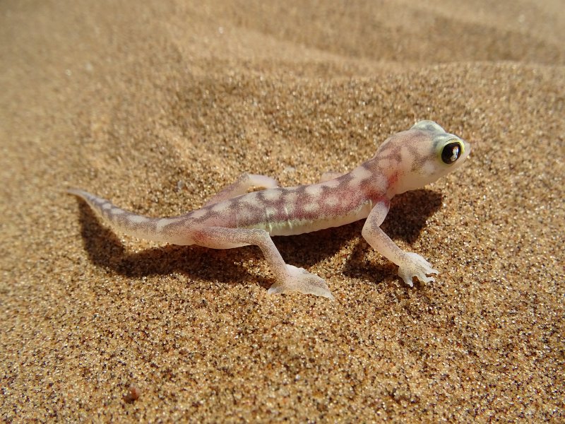 DSC06240.JPG - Palmato Gecko