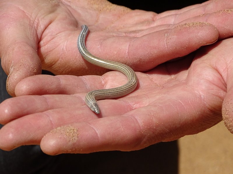 DSC06247.JPG -  Blinde Skink