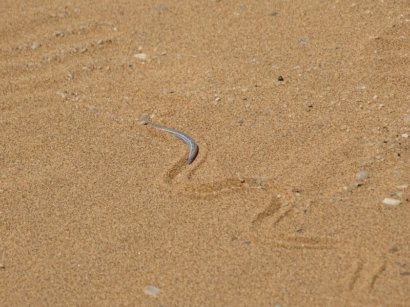 DSC06249.JPG -  Blinde Skink