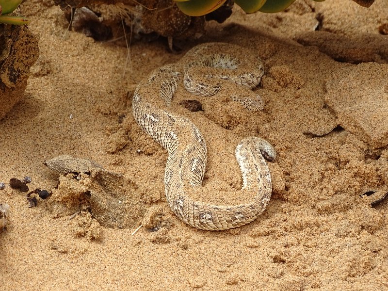 DSC06281.JPG - Sidewinder