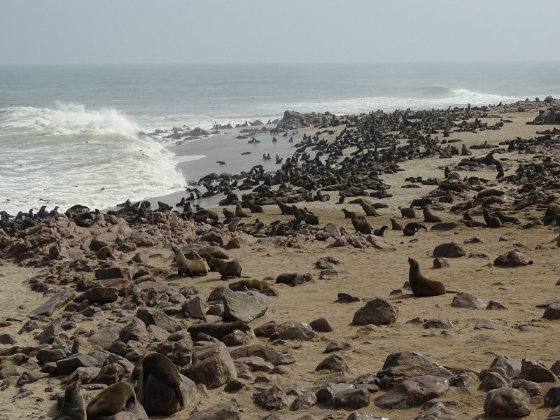 DSC06345.JPG - Zeerobben, Cape Cross 