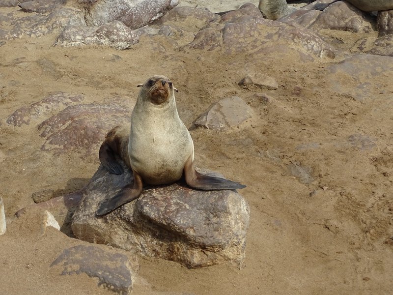 DSC06346.JPG - Zeerobben, Cape Cross 