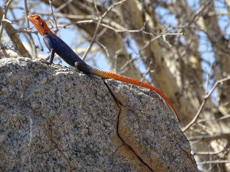 DSC06544.JPG - Rock Agama